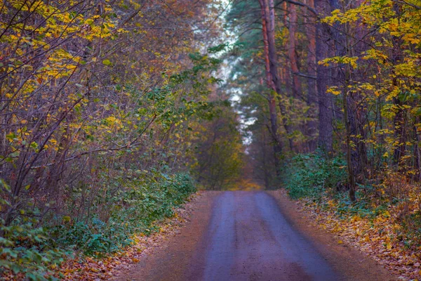 空の田舎道と秋の美しい風景 オレンジと赤の葉で秋の森 暖かい日差しの多い森 — ストック写真