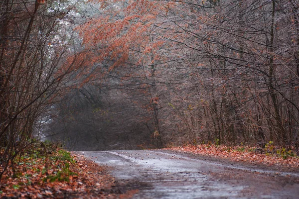 秋の奇妙な霧の森 自然の霧の風景 神秘的な雰囲気の公園を通過する道路 神秘的な妖精の森 — ストック写真
