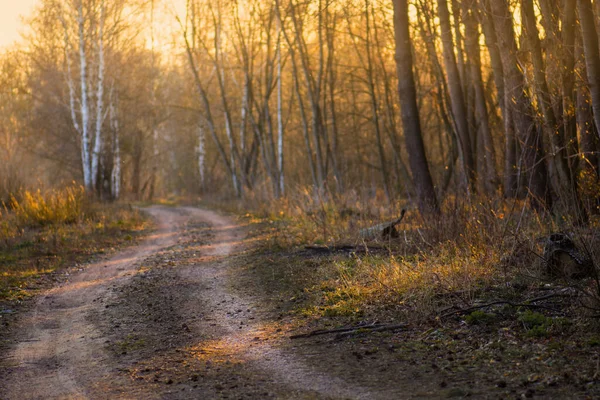 Sentiero Attraverso Foresta Autunno Colorato Sentiero Autunnale Strada Forestale Autunno — Foto Stock