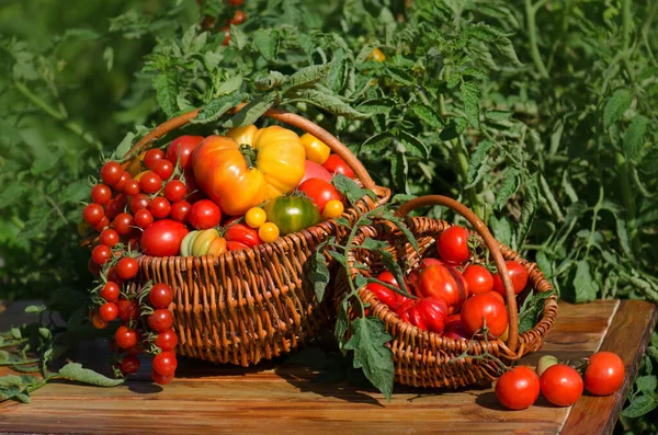 番茄在篮子里不集中背景 红西红柿在篮子里 — 图库照片