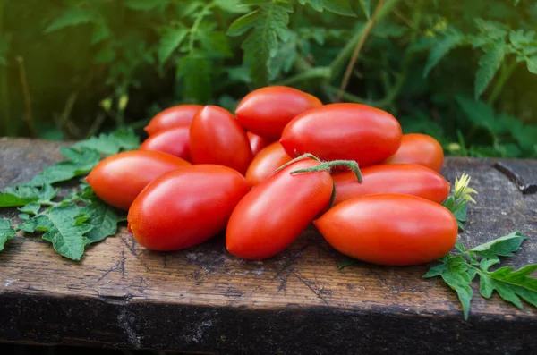 Frische Tomaten Vom Bauernhof Zurück Zur Naturlandwirtschaft Tomaten Früchte Wachstum — Stockfoto