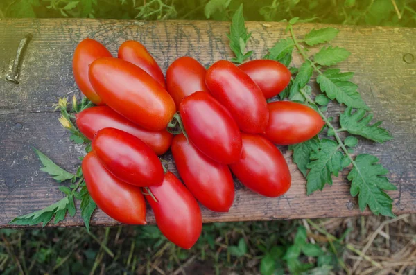 Fresh Tomatoes Farm Back Nature Farming Tomatoes Fruits Growth Fields — Stock Photo, Image