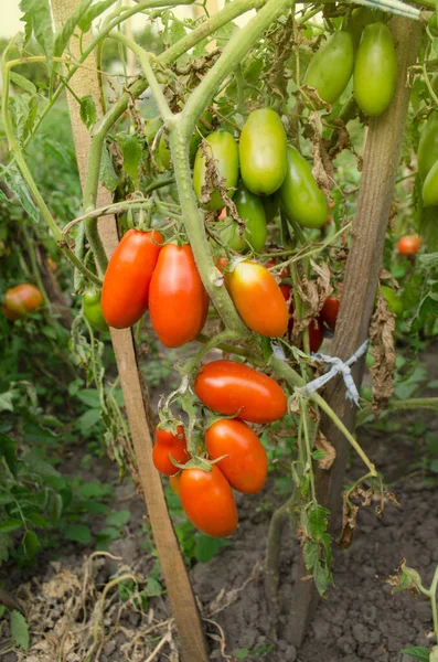 Ciruela Tomates Huerta Ecológica Tomates Naturales Maduros — Foto de Stock