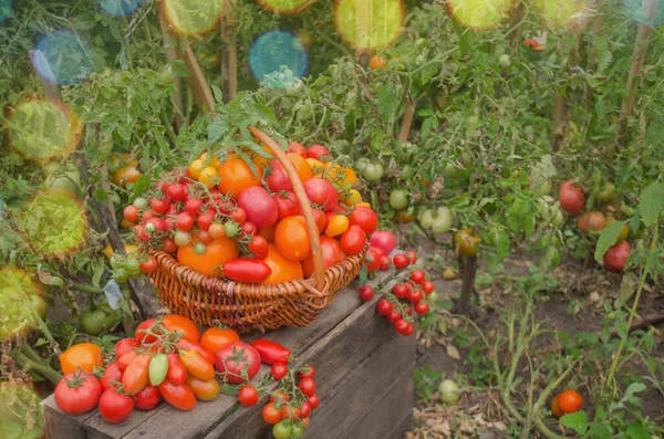 Ripe Organic Garden Tomatoes Ready Picking Field Sunny Day Harvesting — Stock Photo, Image