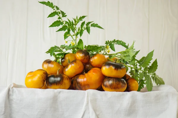 新鲜成熟美味的西红柿 有机新鲜多汁的褐色和黄色西红柿 — 图库照片