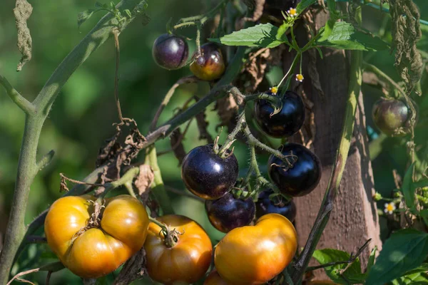 Gelbe Tomaten Golden Crabapple Auf Holzgrund Hausgemachte Gelbe Tomatenernte Rohe — Stockfoto