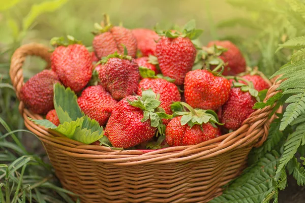 Harvesting Strawberries Basket One Nature Various Juicy Strawberries Leaves — Stock Photo, Image