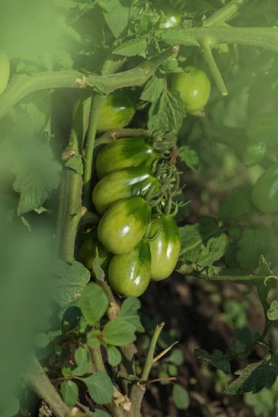 Gröna Omogna Ekologiska Tomater Busken Gröna Tomater Som Växer Grenarna — Stockfoto