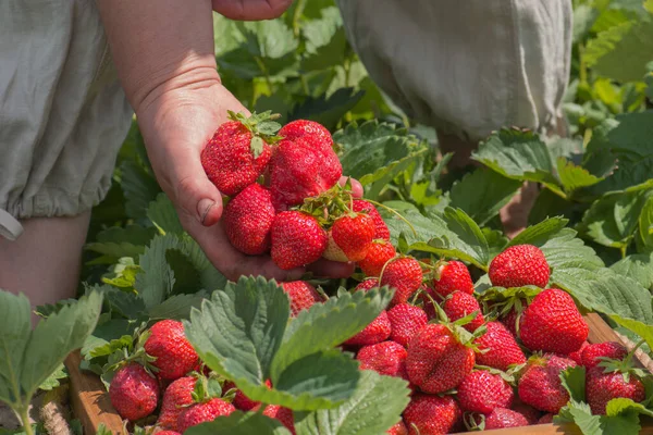 Woman Pick Strawberries Bush Womens Hands Organic Strawberries Woman Holding — Stock Photo, Image