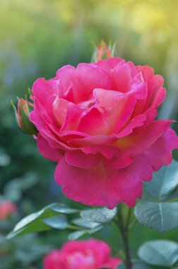 Güzel kırmızı gül. Limon sarısı ile kırmızıyı birleştiriyorum. Güzel iki tonlu çiçek Gül Tavuskuşu gözü