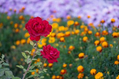 Doğal kırmızı gül arka planı. Bahçedeki çalılıklarda kırmızı güller