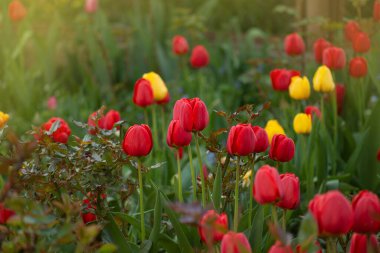 Bahar laleleri çiçek karışımı. Bahçede karışık renkli laleler. Lale tarlasıyla manzara. Güneşli bahar gününde çok renkli lale tarlası