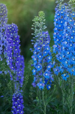 Bahçede Delphinium var. Mavi Delphinium çiçeği güzel doğal arkaplan