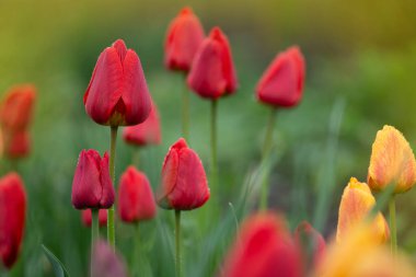 Bahar laleleri çiçek karışımı. Bahçede karışık renkli laleler. Lale tarlasıyla manzara. Çok renkli lale tarlası. İlkbaharda lale tarlası