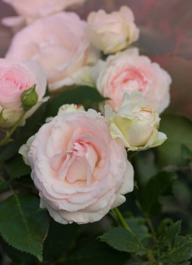 Bahçedeki güzel pembe gül. Çiçek bahçesindeki çalılıklarda açan çiçekler..