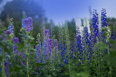 Bahçede Delphinium mavisi yetişir. Çift desenli mavi çiçek. Delphinium Mavi Şafak