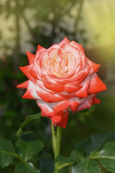花园里盛开着白玫瑰和红玫瑰 花园里有红白相间的玫瑰 杂交茶玫瑰 — 图库照片