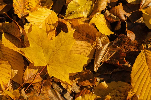多色のカエデの葉 メイプルは背景を残す オレンジ 黄色の赤いカエデは秋の背景を残します — ストック写真