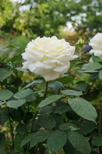 Flores Rosas Blancas Jardín Verano Flores Rosa Blanca Rosa Blanca — Foto de Stock