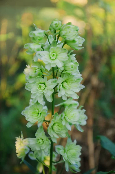 Delphinienblüte Morgensonnenaufgang Garten — Stockfoto