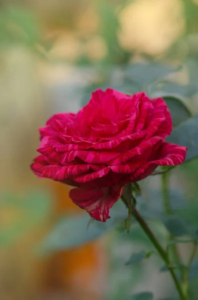 Arbusto Colorido Rosas Listradas Jardim Rosas Vermelhas Com Listras Brancas — Fotografia de Stock