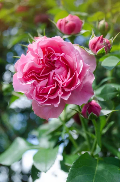 Celebración Del Jubileo Rose Rosas Celebración Jubilar Jardín — Foto de Stock