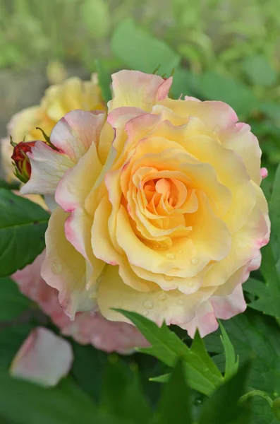 Rosa Con Dos Colores Una Sola Flor Flor Dos Tonos — Foto de Stock