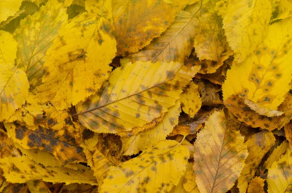 Herbst Laub Sonnigen Herbst Hintergrund Bunt Schöne Herbstblätter Textur Buntes — Stockfoto