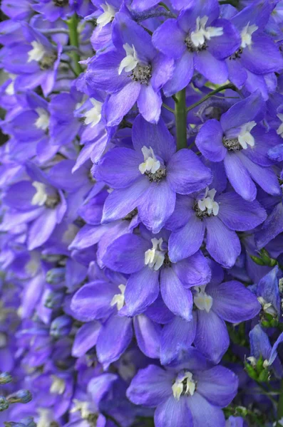 Delphinium Blue Grows Garden Double Blue Flower Delphinium Collection — Stock Photo, Image