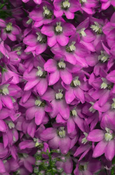 Blå Delfinblomma Violett Blomma Delphinium Sommarträdgård — Stockfoto