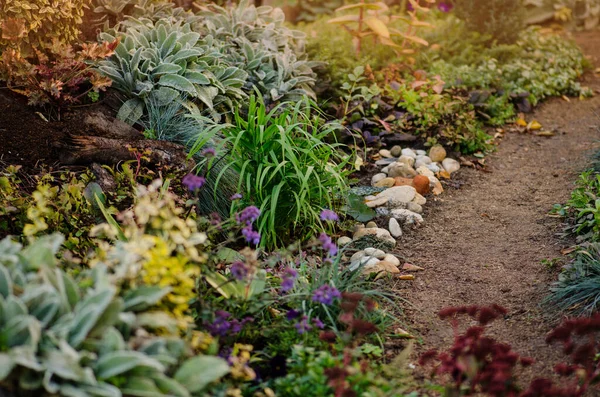 Natur Faller Trädgård Växer Höst Trädgård Bakgrund Med Olika Blommor — Stockfoto