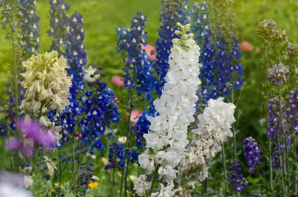 Flor Delphinium Floreciendo Vela Flores Delphinium Que Florecen Jardín —  Fotos de Stock