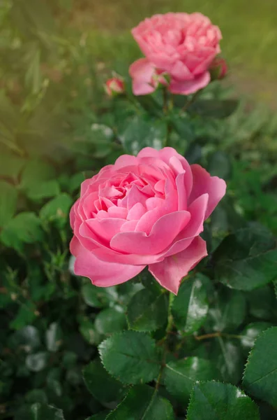 Rosafarbene Rosenblüten Garten Wachsen Rosa Rosen Schöner Rosafarbener Rosenstrauch Wächst — Stockfoto