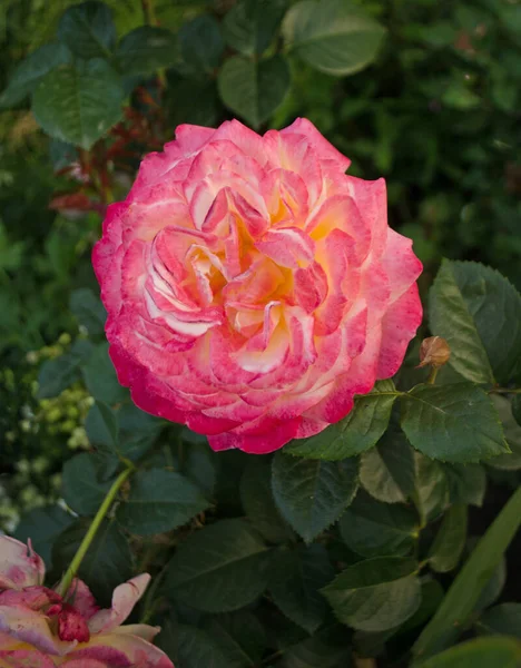 バラの花びらは黄色からピンクに変わります 屋外で育つバラ — ストック写真