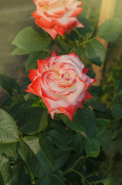Білі Червоні Троянди Розквітають Саду Біла Червона Троянди Саду Rose — стокове фото