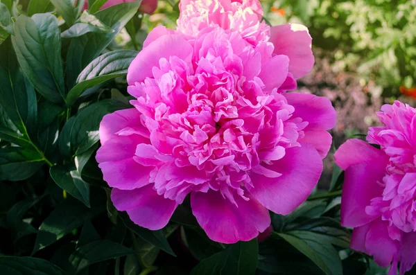 Beautiful pink peony close up. Blooming pink peony flower. Pink flowers peonies flowering. Peonies summer blossom.