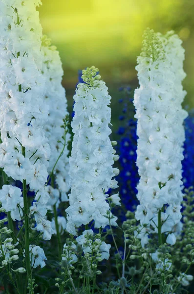 Delphinium Fleurs Plante Avec Des Feuilles Vertes Dans Jardin Jardin — Photo