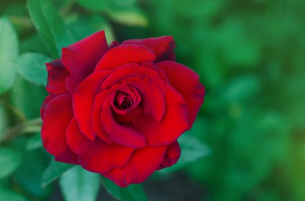 Fondo Rojo Rosa Flor Rosas Rojas Arbusto Jardín Rosa Roja — Foto de Stock