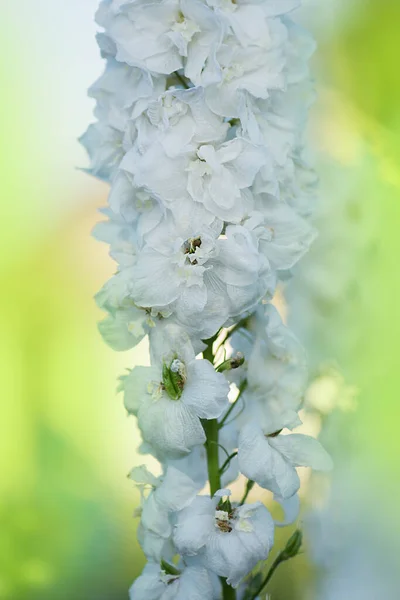 Świeża Masa Naturalnych Pięknych Kwiatów Polu Delphinium Białe Kwiaty Kwitnące — Zdjęcie stockowe