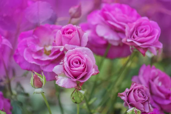 Lila Lavendelrosen Blühen Garten Novalis Rosenblüte — Stockfoto