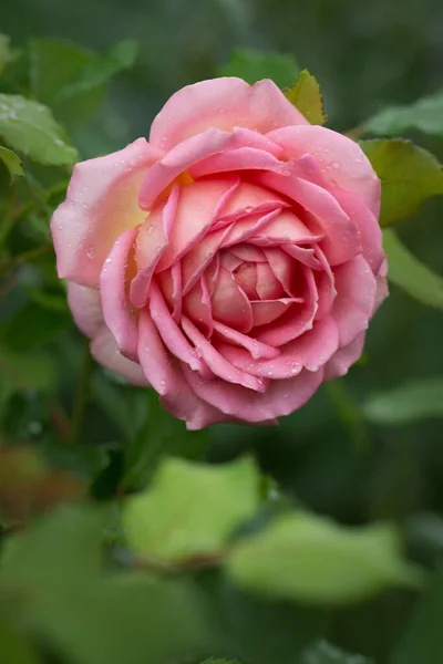 Rose Jubilee Celebration Jubilejní Slavnostní Růže Zahradě — Stock fotografie