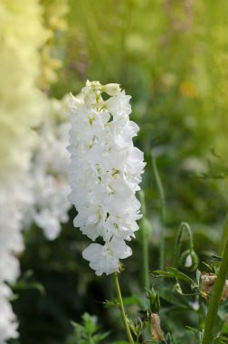 Bahçesinde yeşil yapraklar olan Delphinium çiçekleri. Delphinium çiçekli biyo bahçesi. Çiçek tarlasıyla manzara.