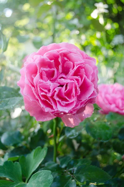 Rosa Inglesa Jardín Rosa Inglesa Princesa Alexandra Kent Jardín Verano —  Fotos de Stock