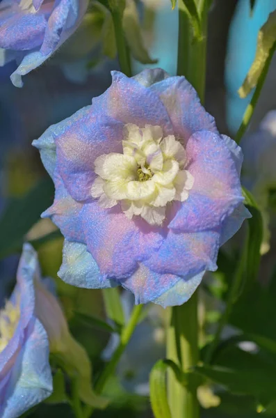 Kwiaty Delphinium Kwitną Wieloletnie Kwiaty Delphinium Niebieski Kwiat Delfinium — Zdjęcie stockowe