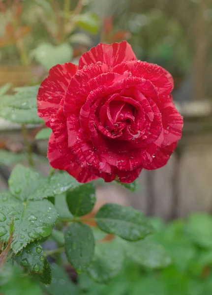 Bunte Sträucher Mit Gestreiften Rosen Garten Schöne Rosa Und Weiß — Stockfoto