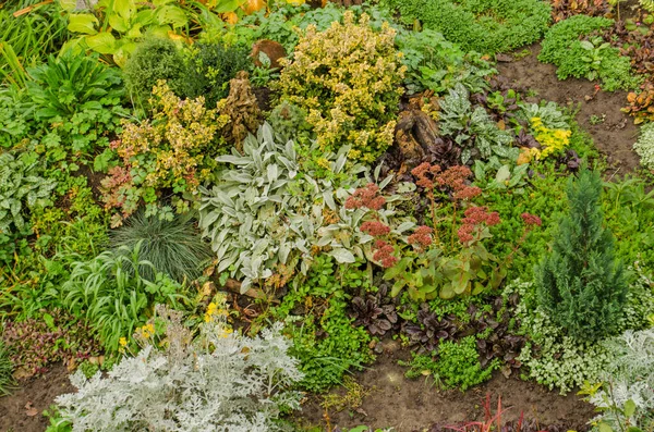 Multicolored autumn flowerbed on a lawn. Flowers on sunny fall park background.  Flowers in fall garden. Blossom in autumn garden