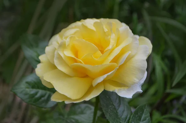 Yellow roses in the garden. Yellow english rose. Yellow rose blooming close up