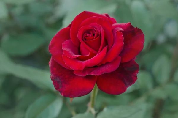 Fondo Rojo Rosa Flor Rosas Rojas Arbusto Jardín Rosa Roja — Foto de Stock