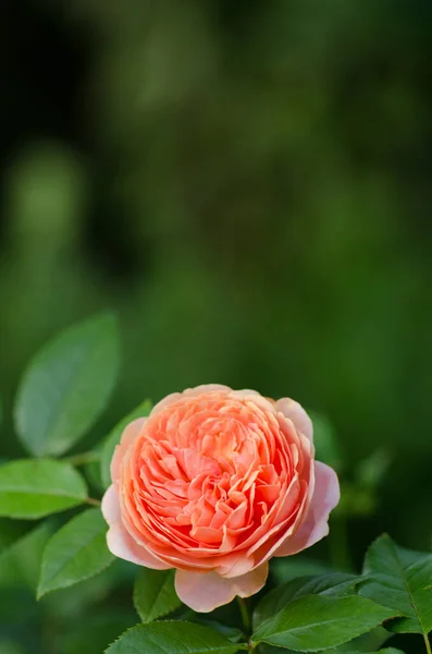 Mawar Oranye Tumbuh Kebun Orange Mawar Dengan Daun Hijau — Stok Foto