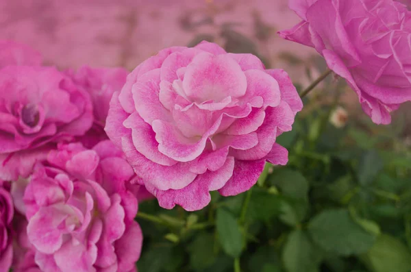 Paarse Lavendel Rozen Bloemen Tuin Novalis Bloeide — Stockfoto